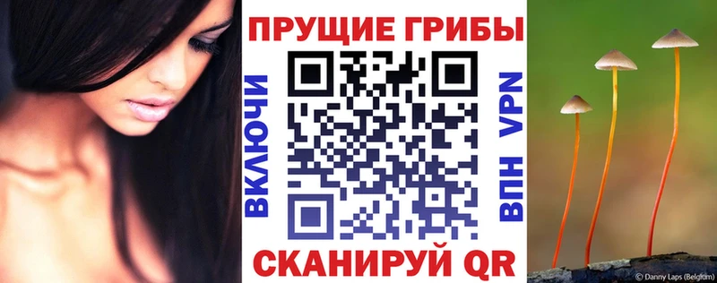 Галлюциногенные грибы Psilocybine cubensis  Зеленодольск 